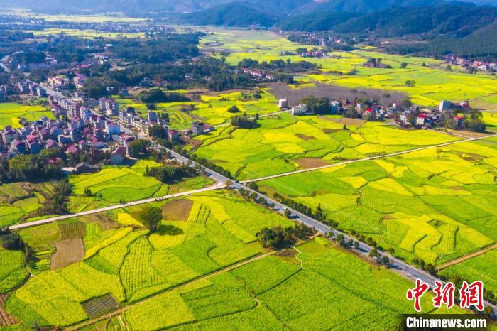 上空から撮影した、江西省吉安市安福県洋渓鎮(zhèn)の広大な菜の花畑（撮影?李小明）。