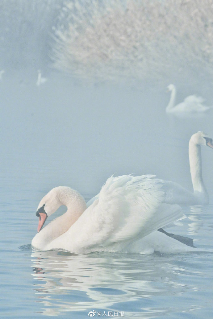 まるで童話の世界のように美しい「白鳥の湖」　新疆