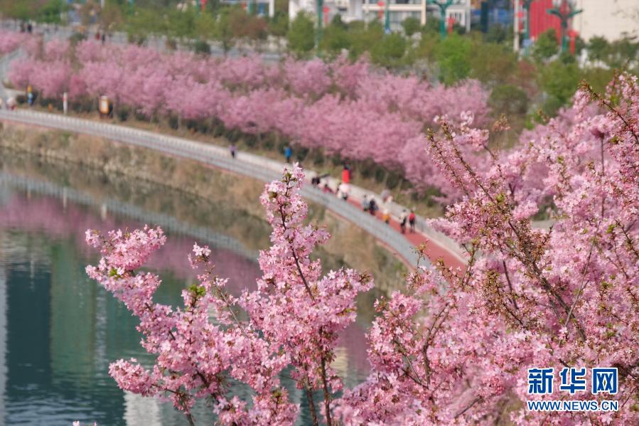 桜が咲き亂れる貴州省錦屏県三江鎮(zhèn)の浜江歩道をそぞろ歩く人々（2月22日撮影?彭澤良）。