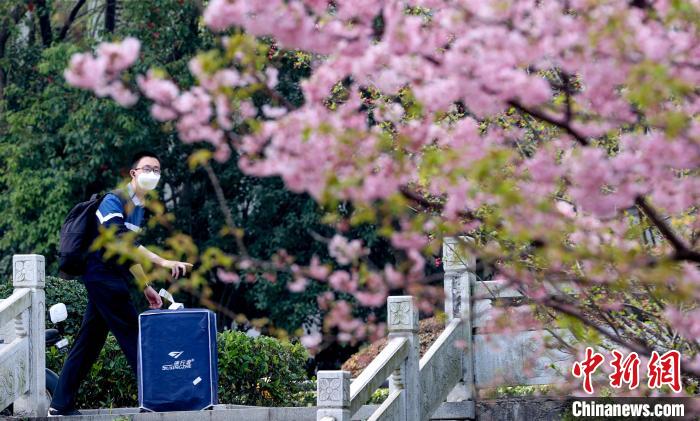 咲き誇る早咲きの桜を眺めながら歩く新學期に備え大學に戻ってきた學生（撮影?張暢）。