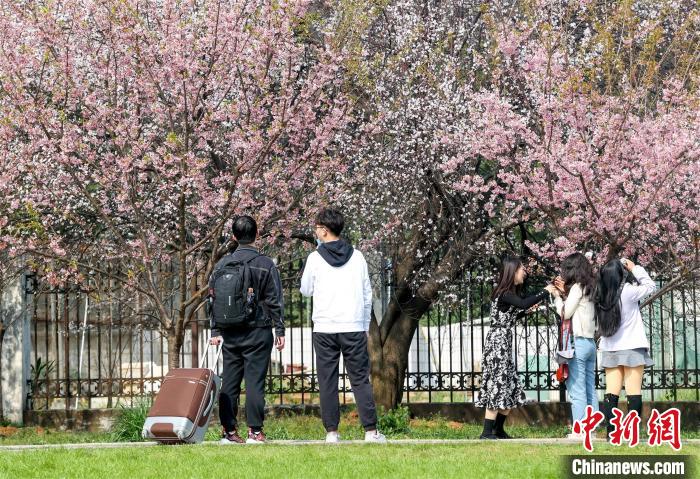 早咲きの桜が開花した武漢大學(xué)に學(xué)生戻る　湖北省