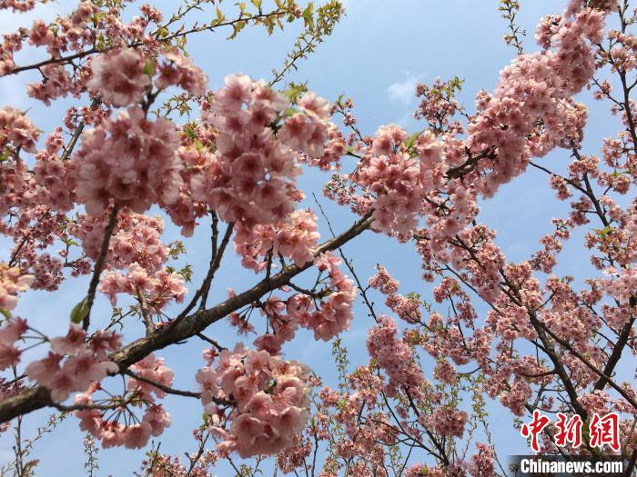 早咲きの桜が開花した武漢大學(xué)に學(xué)生戻る　湖北省