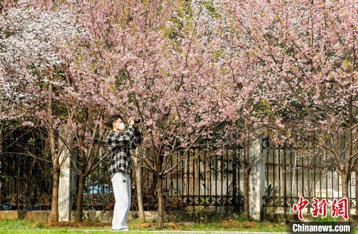 早咲きの桜が開花した武漢大學(xué)に學(xué)生戻る　湖北省