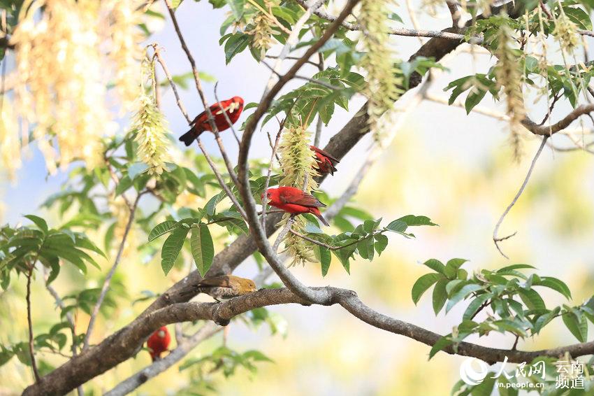 極めて珍しいシュイロマシコ30數(shù)羽を雲(yún)南省高黎貢山で確認(rèn)