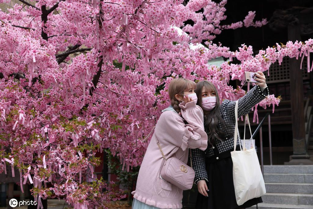 東京で、満開(kāi)となった早咲きの桜の下で記念寫(xiě)真を撮る市民。（寫(xiě)真著作権は東方ICが所有のため転載禁止）