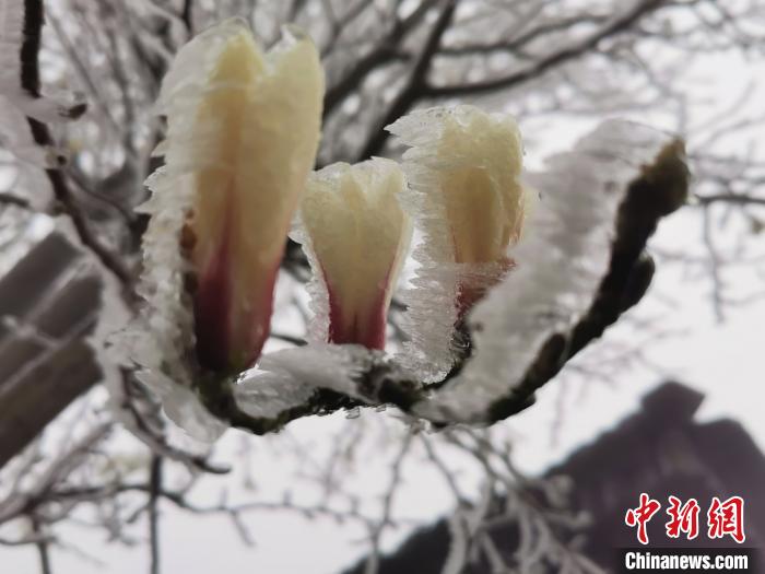 三寒四溫の季節(jié)、3月の浙江省に樹氷の幻想的な景色広がる