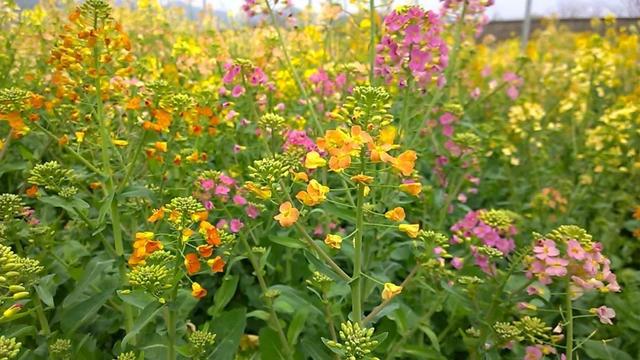 江西省の大學(xué)が開発した38色の花を咲かせる菜の花が見頃に