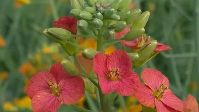 江西省の大學(xué)が開発した38色の花を咲かせる菜の花が見頃に