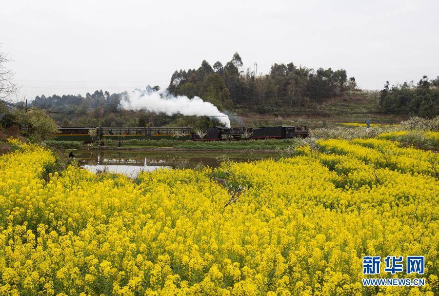 3月2日、菜子壩近くの花畑を通過する嘉陽の蒸気機関車（撮影?江宏景）。