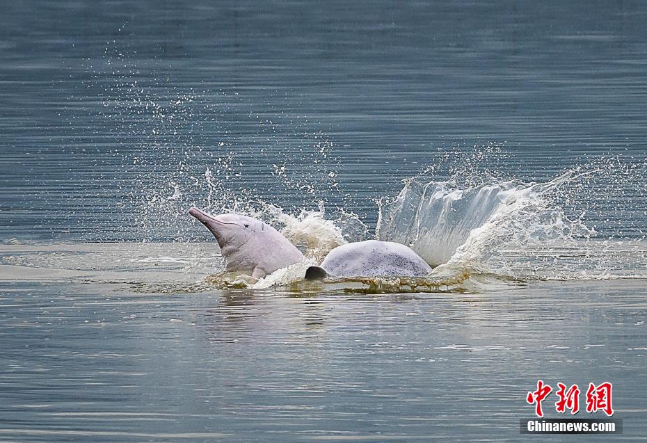 飛び跳ねたり、水しぶきをあげながら戯れる2頭のシナウスイロイルカ（撮影?鄭培鑾）。