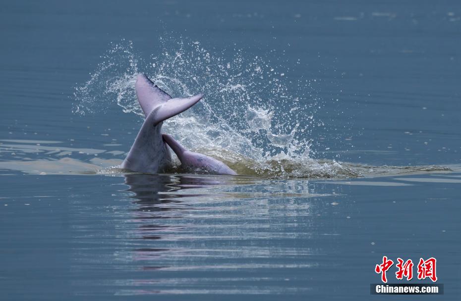 水しぶきあげ戯れる「海のパンダ」シナウスイロイルカ　福建省