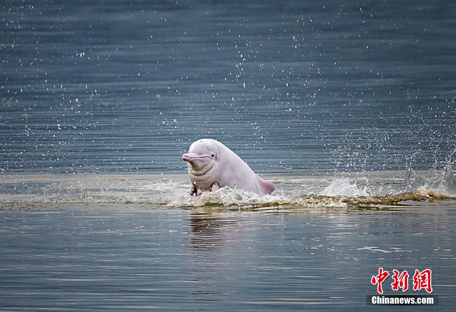 水しぶきあげ戯れる「海のパンダ」シナウスイロイルカ　福建省