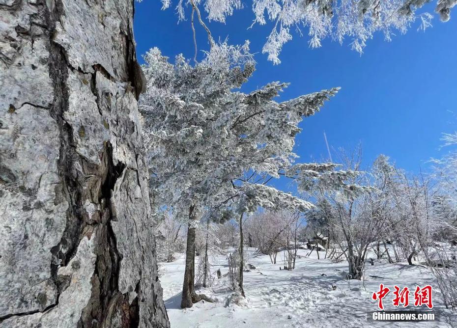 3月6日、吉林省吉林市の北大湖スキーリゾートエリアの高山霧氷（撮影?石洪宇）。