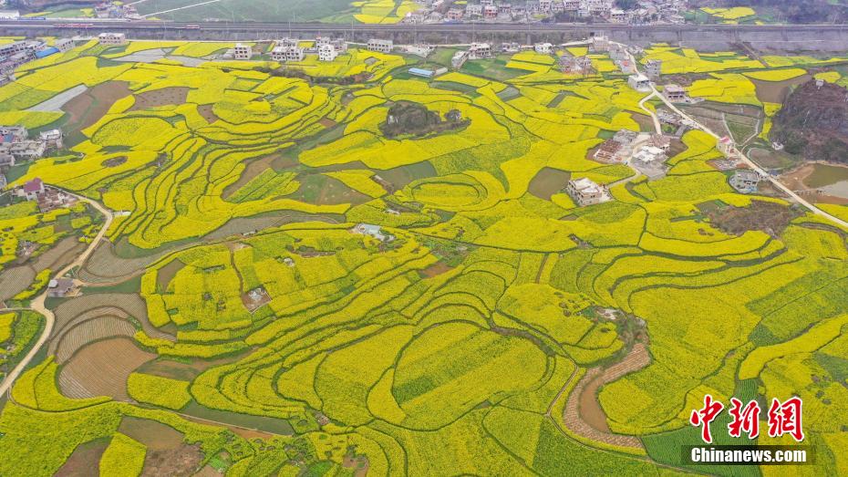 春色のカーペット！上空から撮影した広大な菜の花畑　貴州省六枝