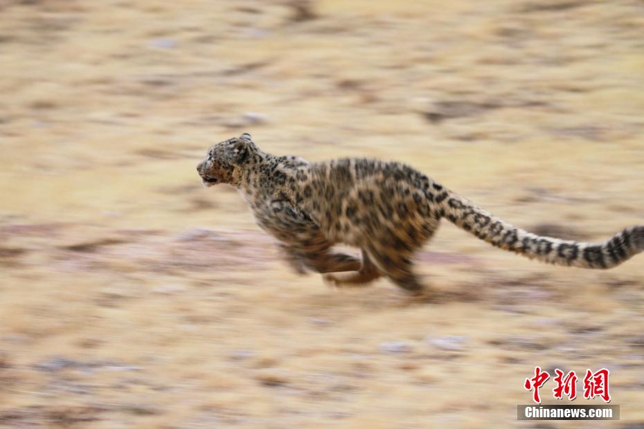 ユキヒョウを撮り続ける「95後」の生態(tài)管理保護(hù)員　青海省