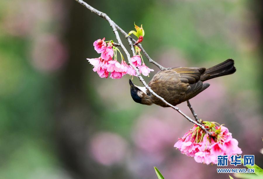 3月9日、貴州省貴陽市雲(yún)巖區(qū)のある団地に咲く桜の花にとまる小鳥（撮影?楊文斌）。