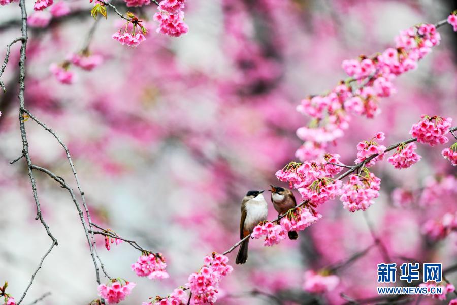 鳥がさえずり、桜が咲きほこる春のムード満載に　貴州省貴陽