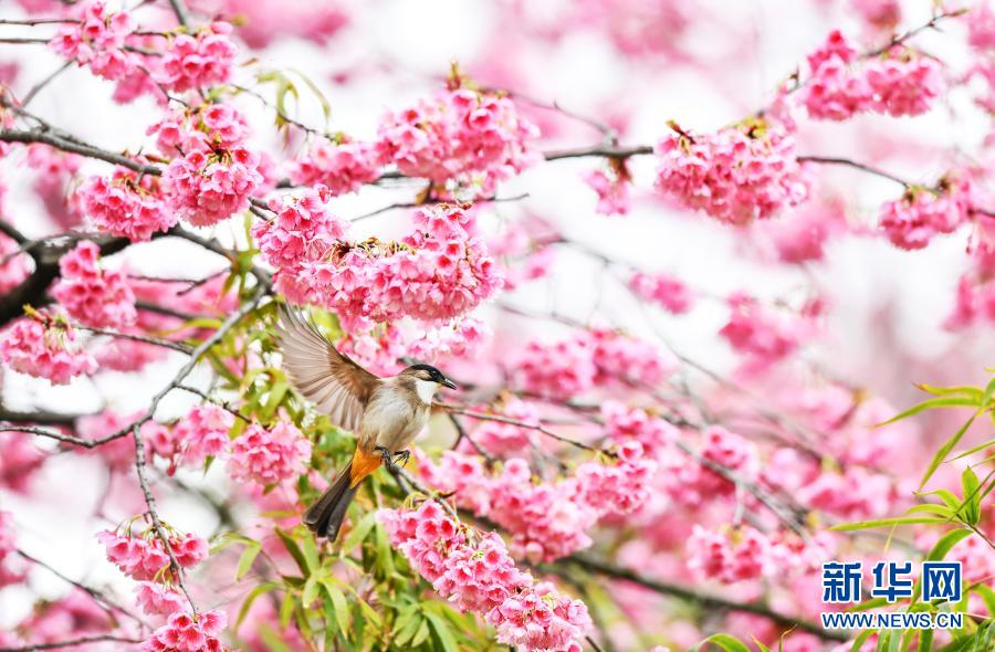 鳥がさえずり、桜が咲きほこる春のムード満載に　貴州省貴陽