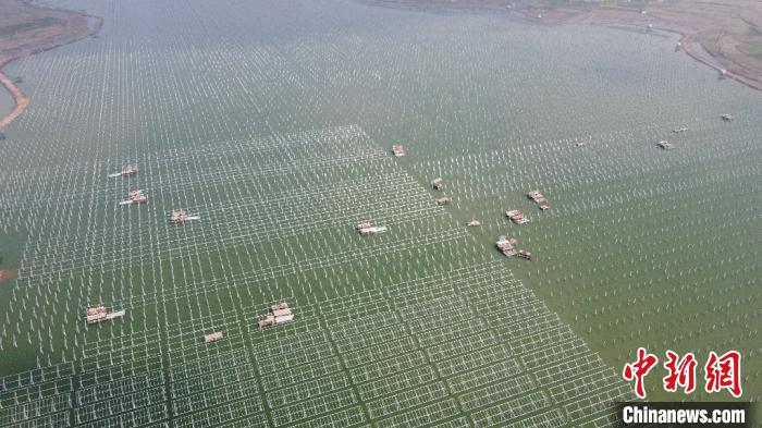 安徽省の「養(yǎng)魚池」太陽光発電所の建設(shè)が加速