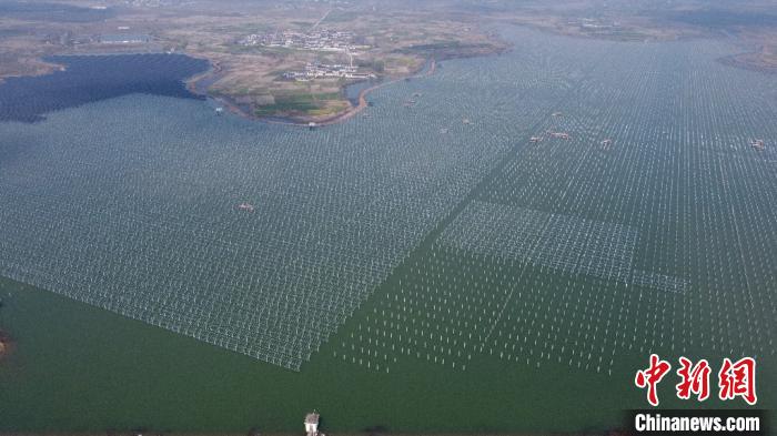 安徽省の「養(yǎng)魚池」太陽(yáng)光発電所の建設(shè)が加速