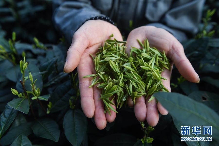 杭州?西湖で竜井茶の茶摘みがスタート