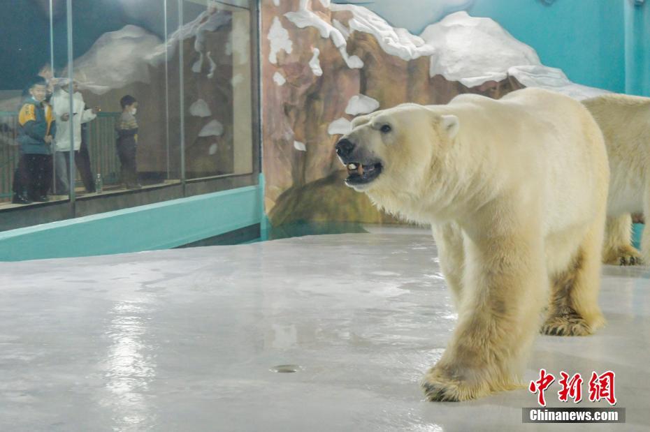 ハルビンに「シロクマホテル」開(kāi)業(yè)　黒竜江省