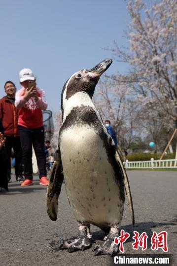 ペンギン2匹が「花見(jiàn)遠(yuǎn)足」に！　江蘇省南京