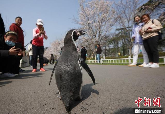 ペンギン2匹が「花見遠足」に！　江蘇省南京