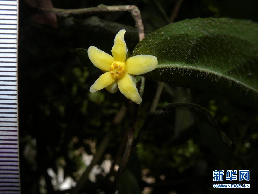 「雲南管蕊茶」中國で管蕊茶の新種を初発見、その數(shù)わずか30株ほど　雲南省