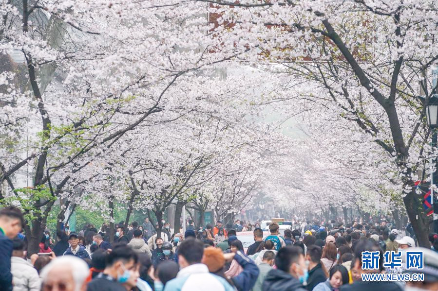 鶏鳴寺路の桜並木が満開に　江蘇省南京市