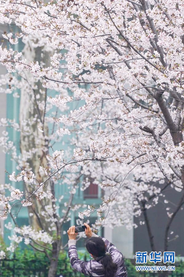 鶏鳴寺路の桜並木が満開(kāi)に　江蘇省南京市