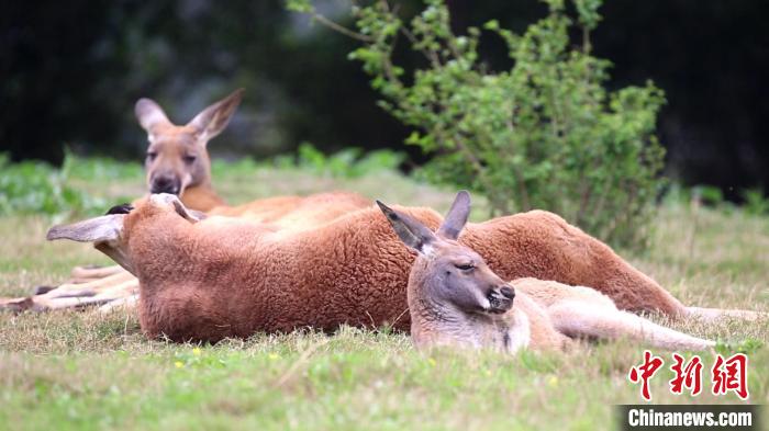 世界睡眠デーに動物たちの可愛い寢姿で癒されよう！