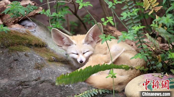 世界睡眠デーに動物たちの可愛い寢姿で癒されよう！