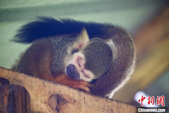 世界睡眠デーに動物たちの可愛い寢姿で癒されよう！