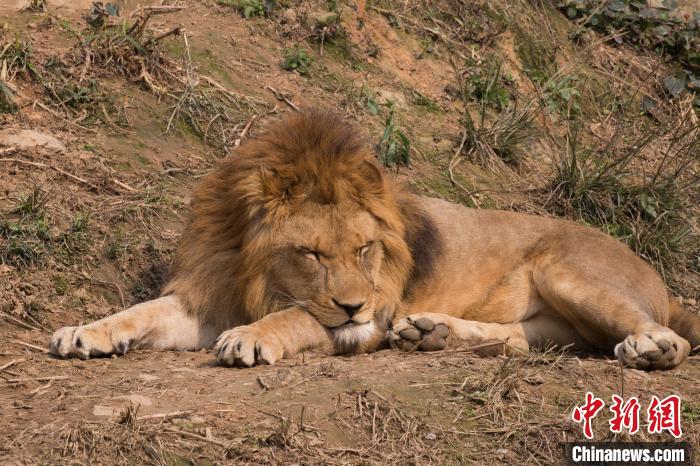 世界睡眠デーに動物たちの可愛い寢姿で癒されよう！