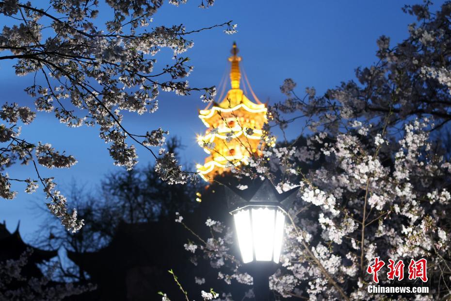 南京の街を飾る「夜桜」、春の夜景楽しむ人々