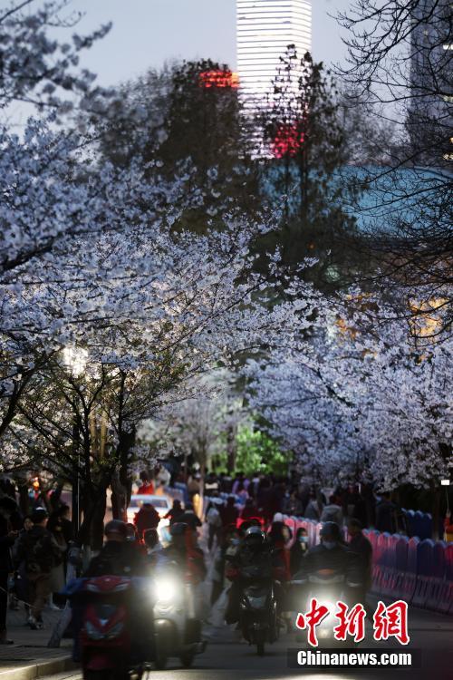 南京の街を飾る「夜桜」、春の夜景楽しむ人々