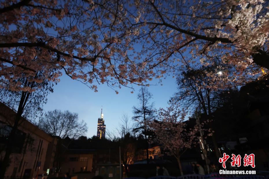 南京の街を飾る「夜桜」、春の夜景楽しむ人々