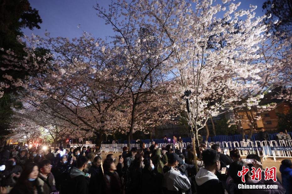 南京の街を飾る「夜桜」、春の夜景楽しむ人々