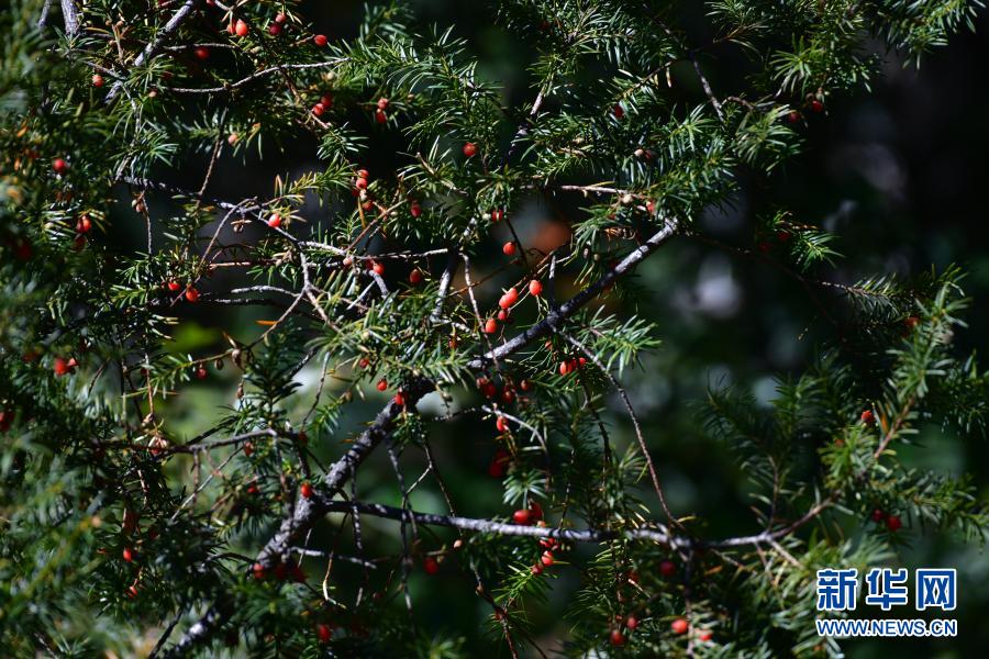 希少野生動植物種のタクスス?フアナ、40年ぶりに中國で再発見