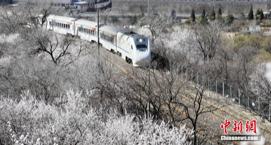 3月21日、北京居庸関の「花の?！工蜃撙陹iけるS2線の高速鉄道?和諧號（撮影?劉憲國）。