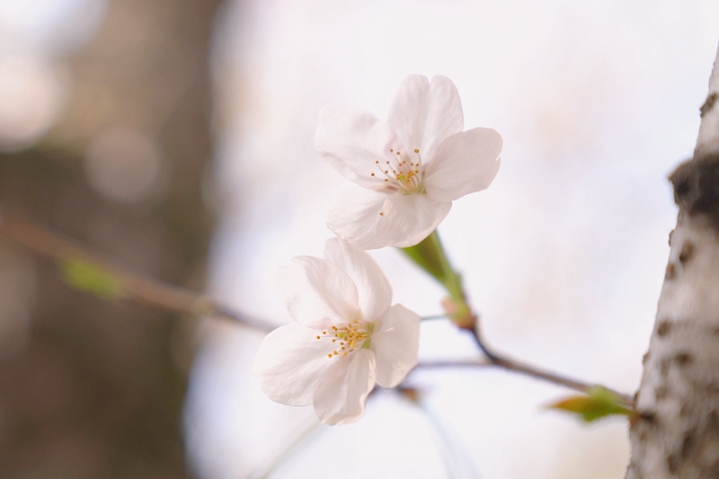 満開迎えた「中日友好の証」黿頭渚の桜　江蘇省無錫