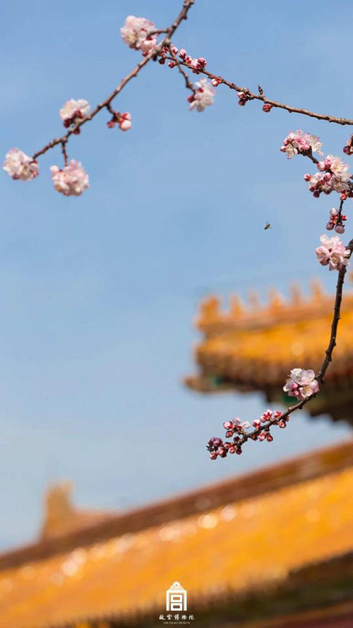 再び巡り來(lái)た春　故宮の花を探しに行こう