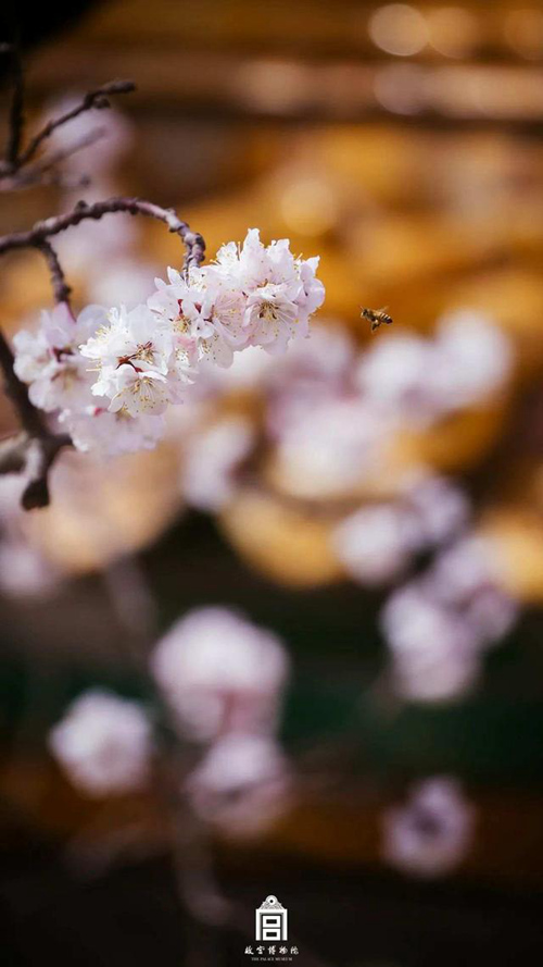 再び巡り來(lái)た春　故宮の花を探しに行こう