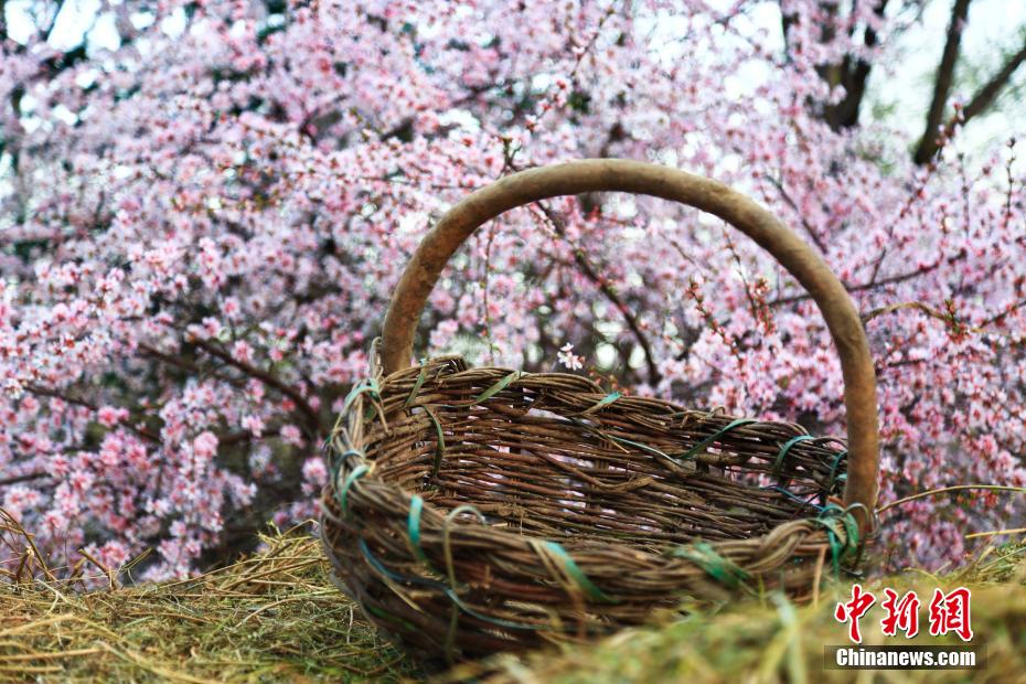 六盤山ふもとの「桃源郷」を訪ねて　寧夏