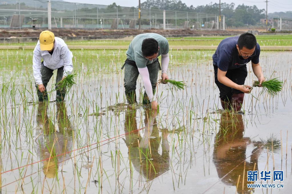 「嫦娥5號」に搭載された「宇宙稲」、田んぼに「定住」