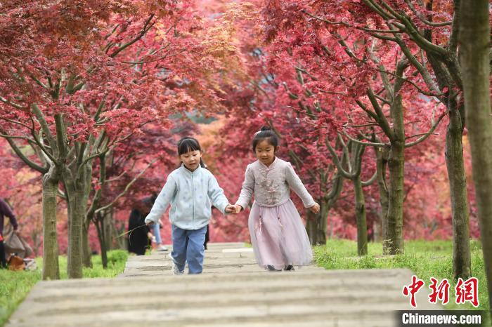 楓の木の下で駆け回って遊ぶ2人の子供（撮影?陳超）。