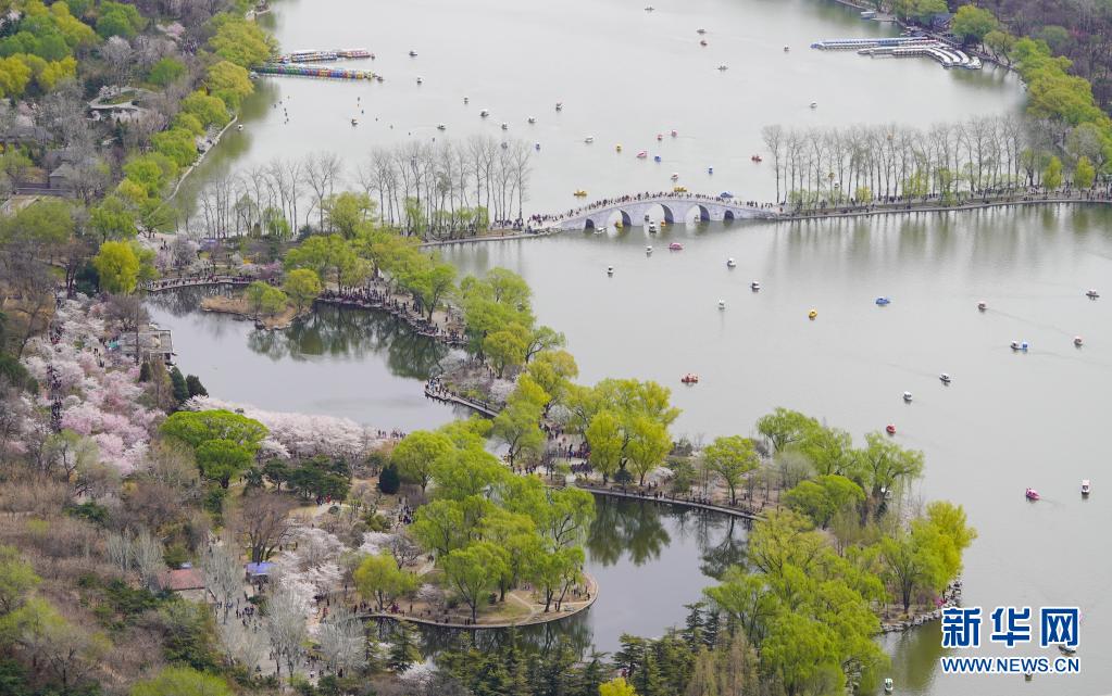 3月29日、玉淵潭公園で花見をする観光客（撮影?陳曄華）。