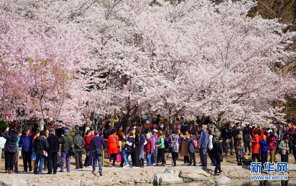 咲き誇る満開の桜に酔いしれる観光客　北京玉淵潭公園