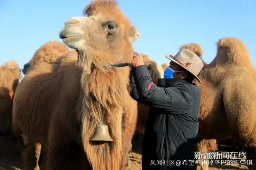 ラクダに北斗衛(wèi)星測(cè)位首輪を取り付けているところ 畫(huà)像は新疆新聞在線より